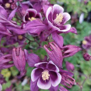 Aquilegia vulgaris 'Winky Purple-White'