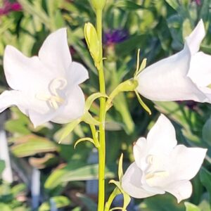 Campanula persicifolia 'Grandiflora Alba'