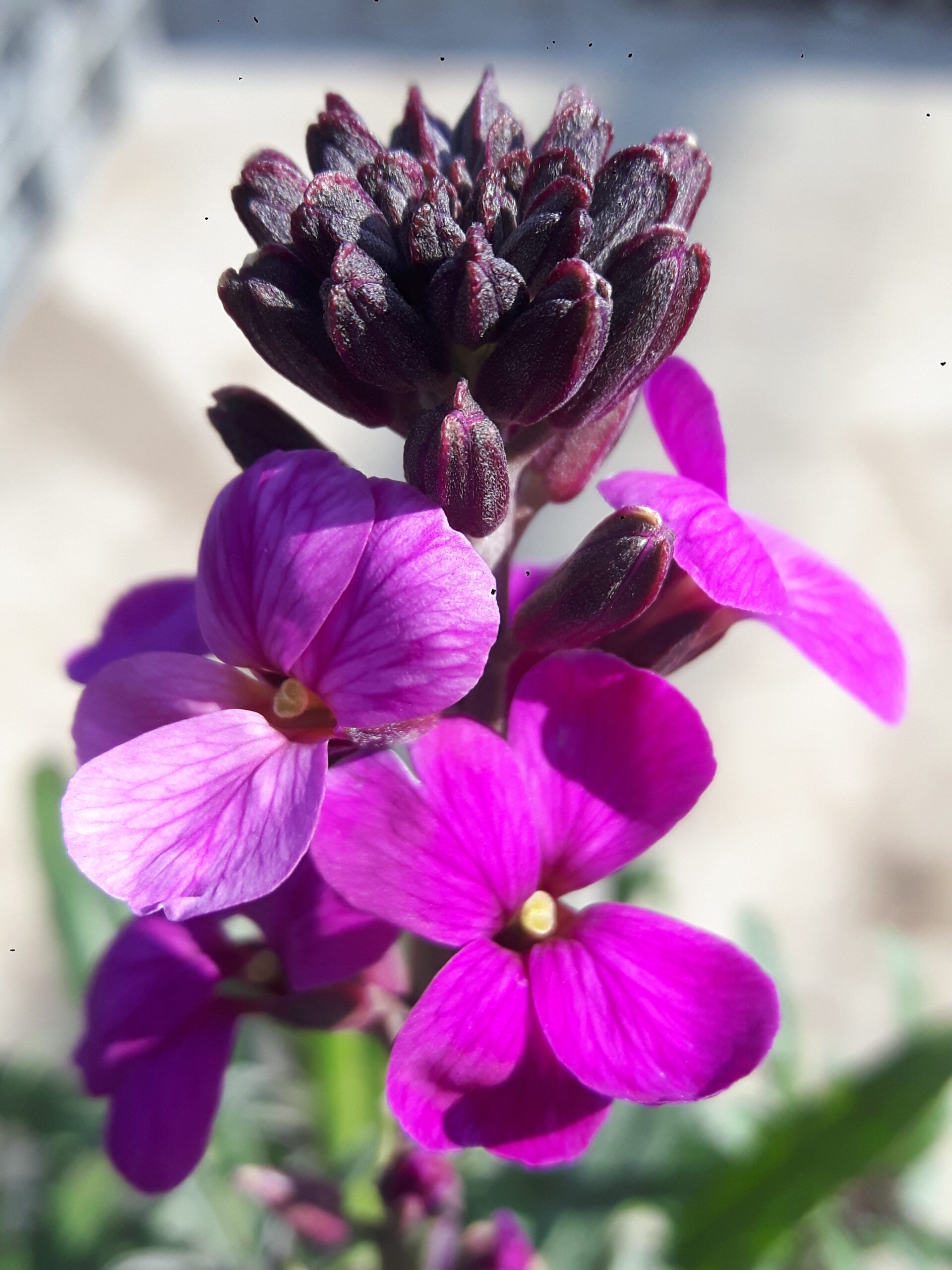 Erysimum linifolium ‘Bowles Me Away’ – De Tuinstek