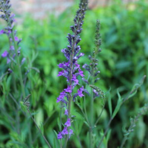Linaria purpurea