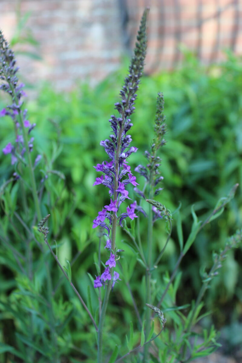Linaria purpurea
