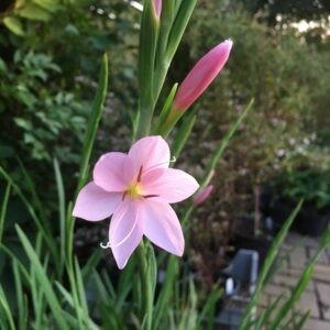 Schizostylis coccinea 'Mrs Hegarty'