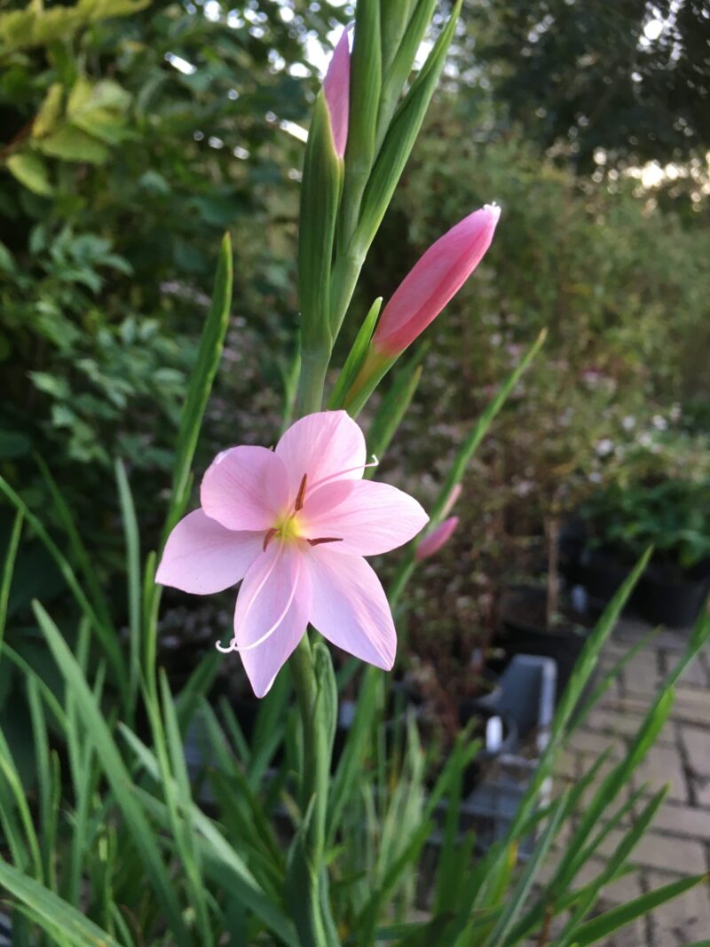 Schizostylis coccinea 'Mrs Hegarty'