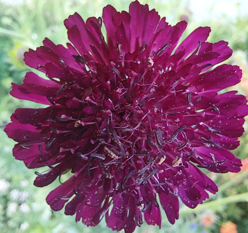 Knautia macedonica 'Red Knight' - Afbeelding 2