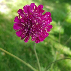 Knautia macedonica 'Red Knight'