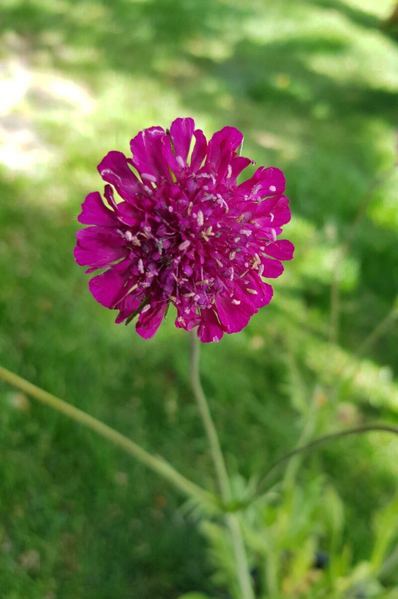 Knautia macedonica 'Red Knight'