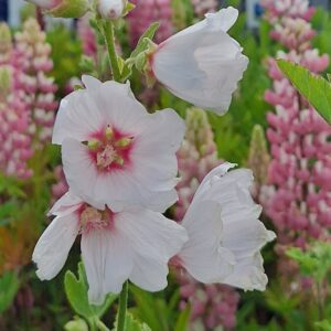 Lavatera olbia ‘Blushing Bride'