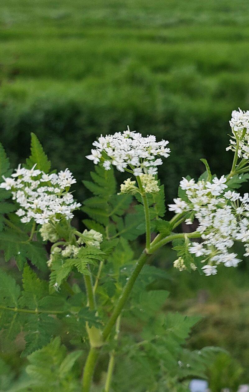 Myrrhis odorata