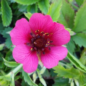 Potentilla nepalensis 'Shogran'