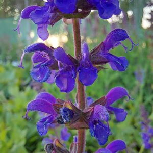 Salvia nemorosa 'Mainacht'