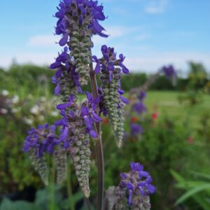 Salvia nutans