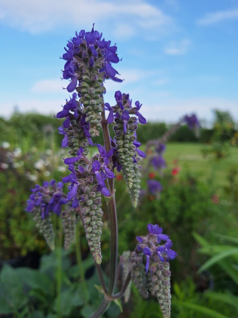 Salvia nutans
