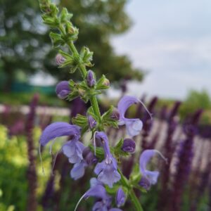 Salvia pratensis 'Sky Dance'