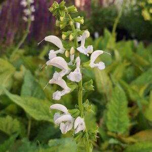 Salvia pratensis 'Swan Lake'