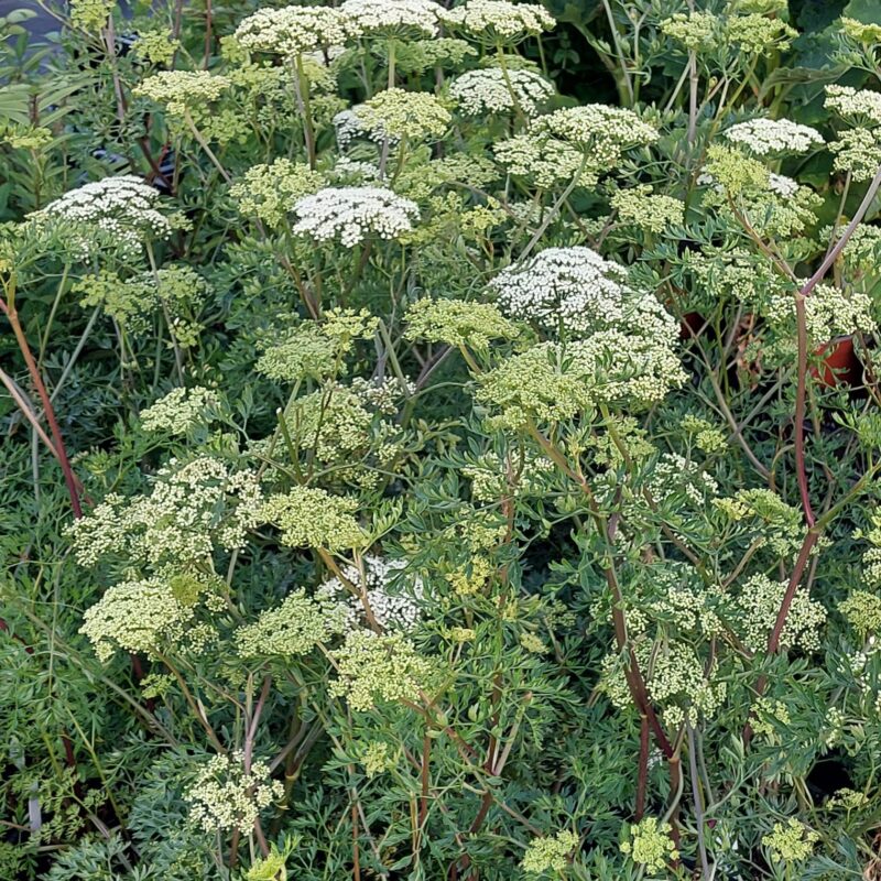 Selinum wallichianum​