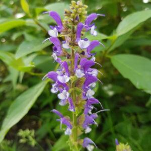 Salvia ‘Color Spires Azure Snow’