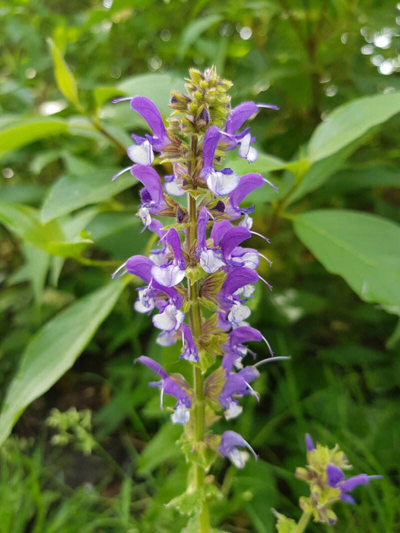 Salvia ‘Color Spires Azure Snow’