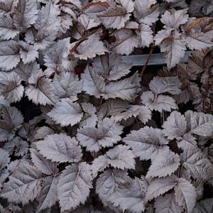 Astilbe 'Dark Side of the Moon'