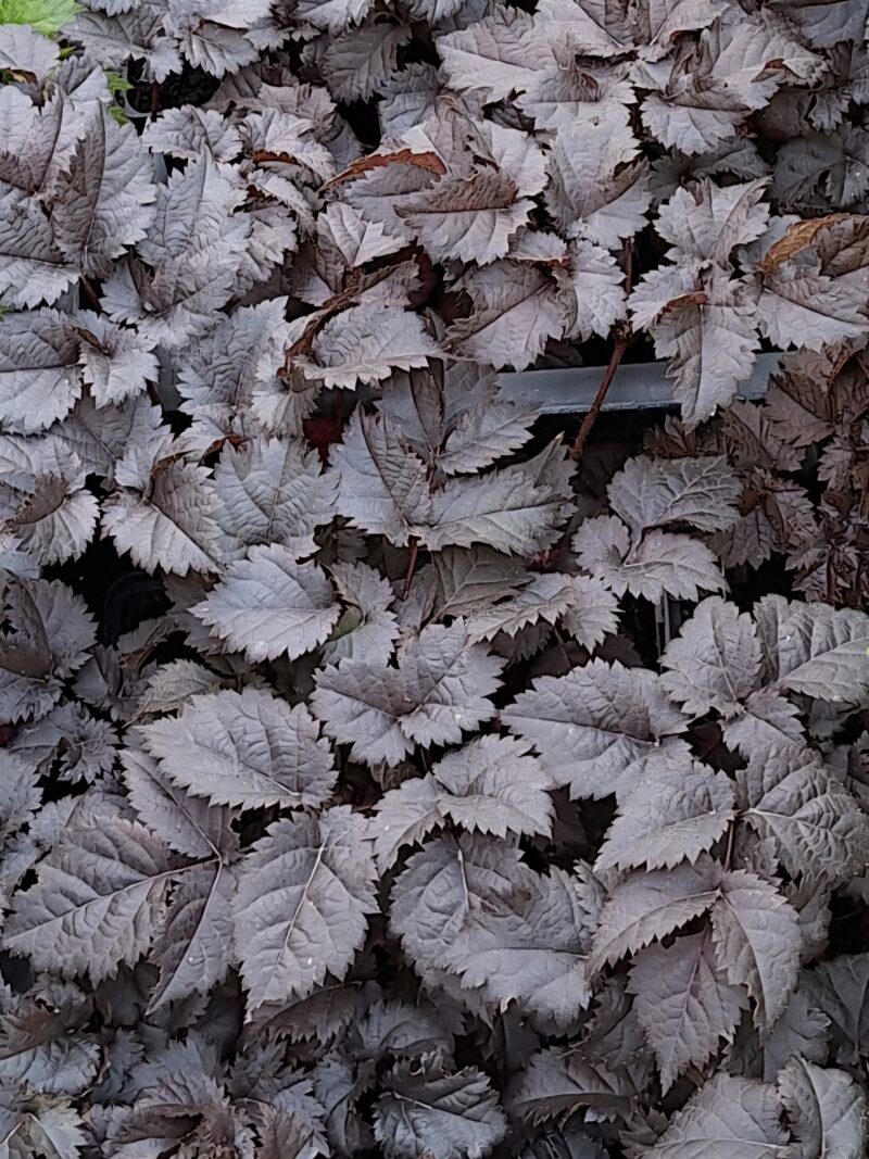 Astilbe 'Dark Side of the Moon'