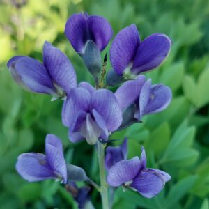 Baptisia australis 'Decadence Blueberry Sundae'