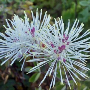 Thalictrum aquilegifolium ‘Nimbus White’