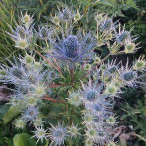 Eryngium 'Magical Blue Lagoon'