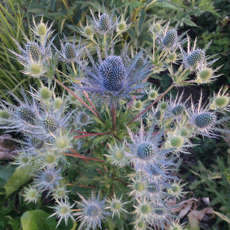 Eryngium 'Magical Blue Lagoon'