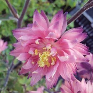 Aquilegia vulgaris 'Rose Barlow'
