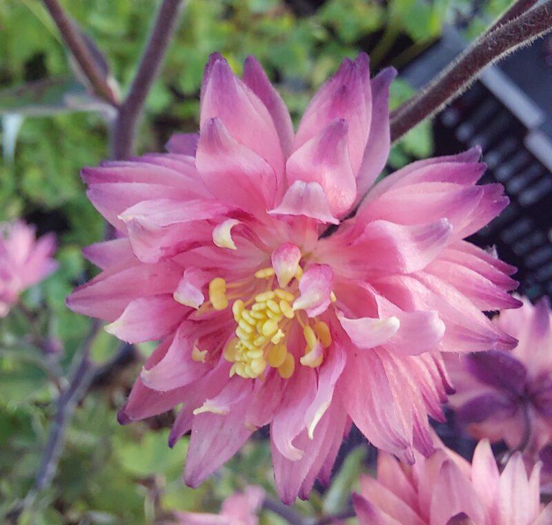 Aquilegia vulgaris 'Rose Barlow'
