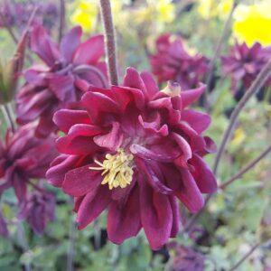 Aquilegia vulgaris 'Ruby Port'