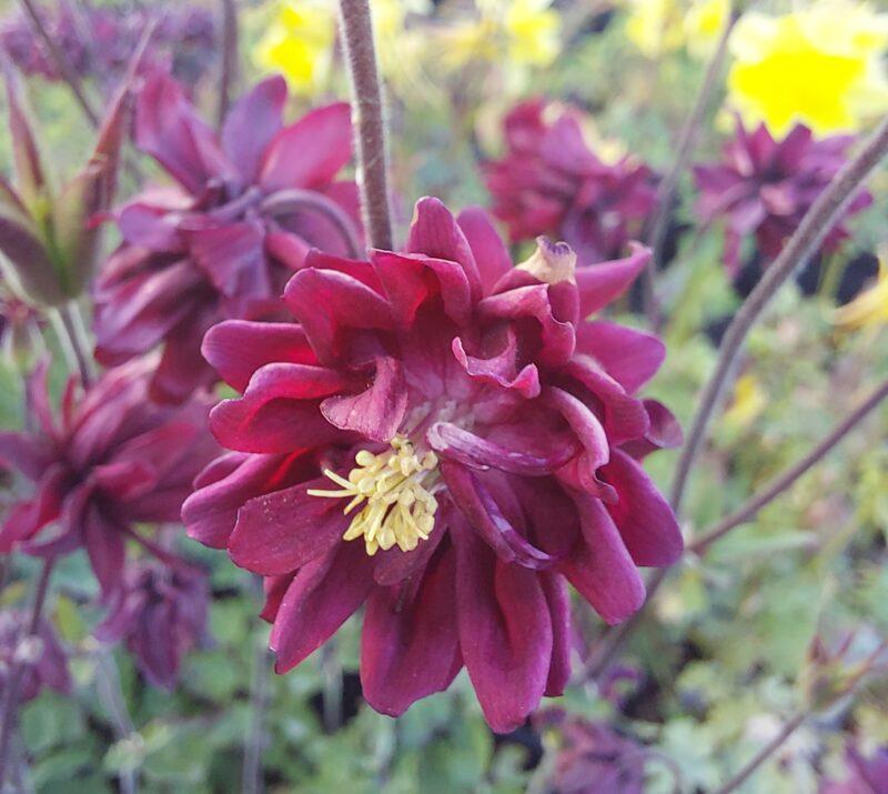 Aquilegia vulgaris 'Ruby Port'