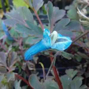 Corydalis curviflora rosthornii ‘Blue Heron’