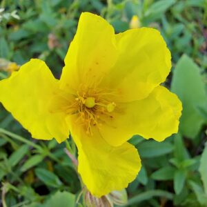 Helianthemum 'Golden Queen'