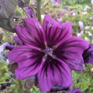 Malva sylvestris