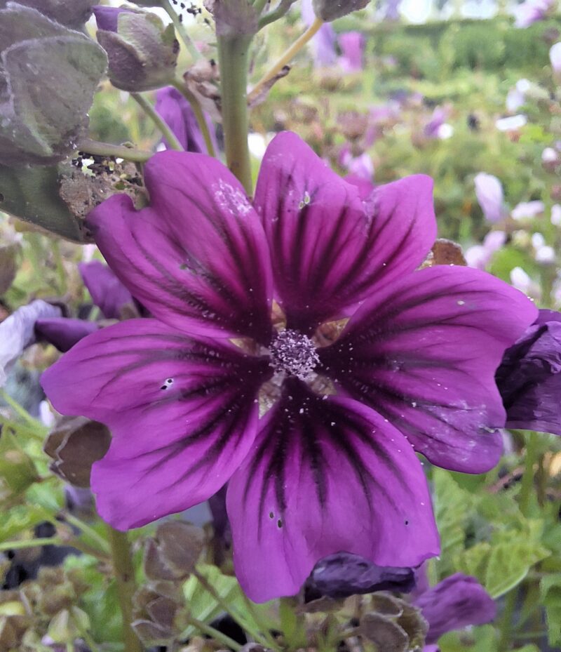 Malva sylvestris
