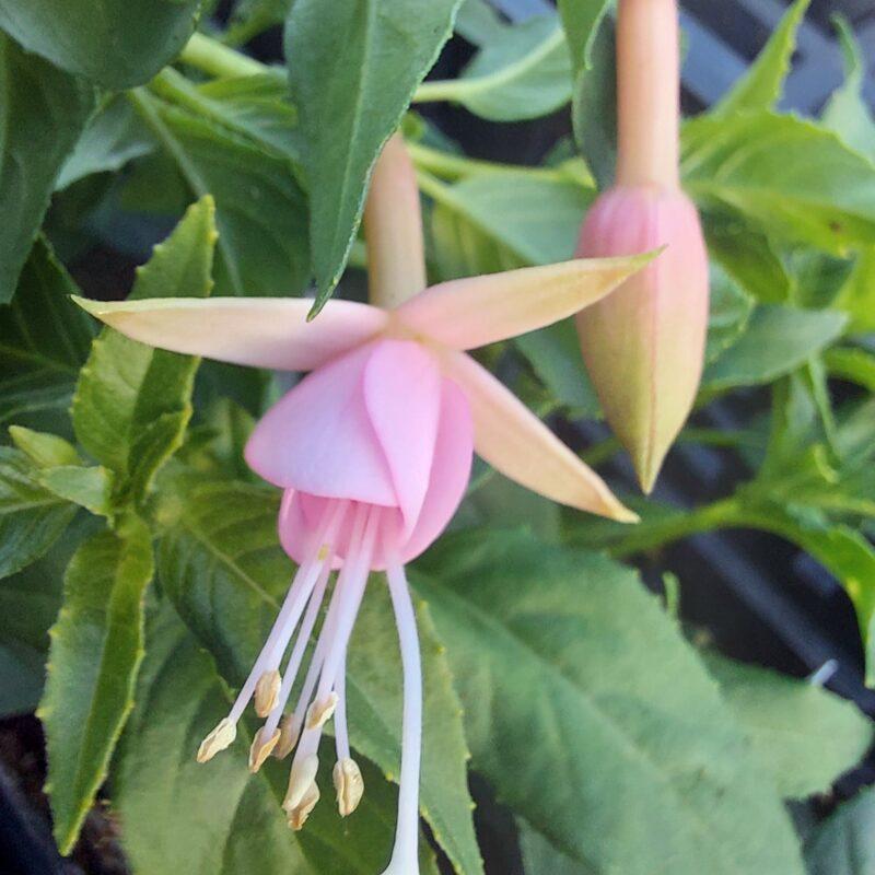 Fuchsia 'Whiteknight's Pearl'