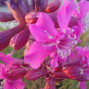 Lychnis viscaria 'Splendens'