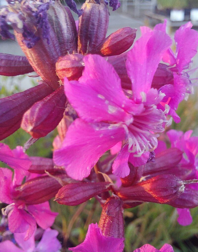 Lychnis viscaria 'Splendens'