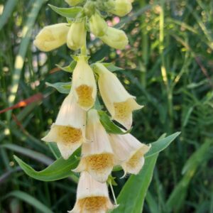 Digitalis grandiflora