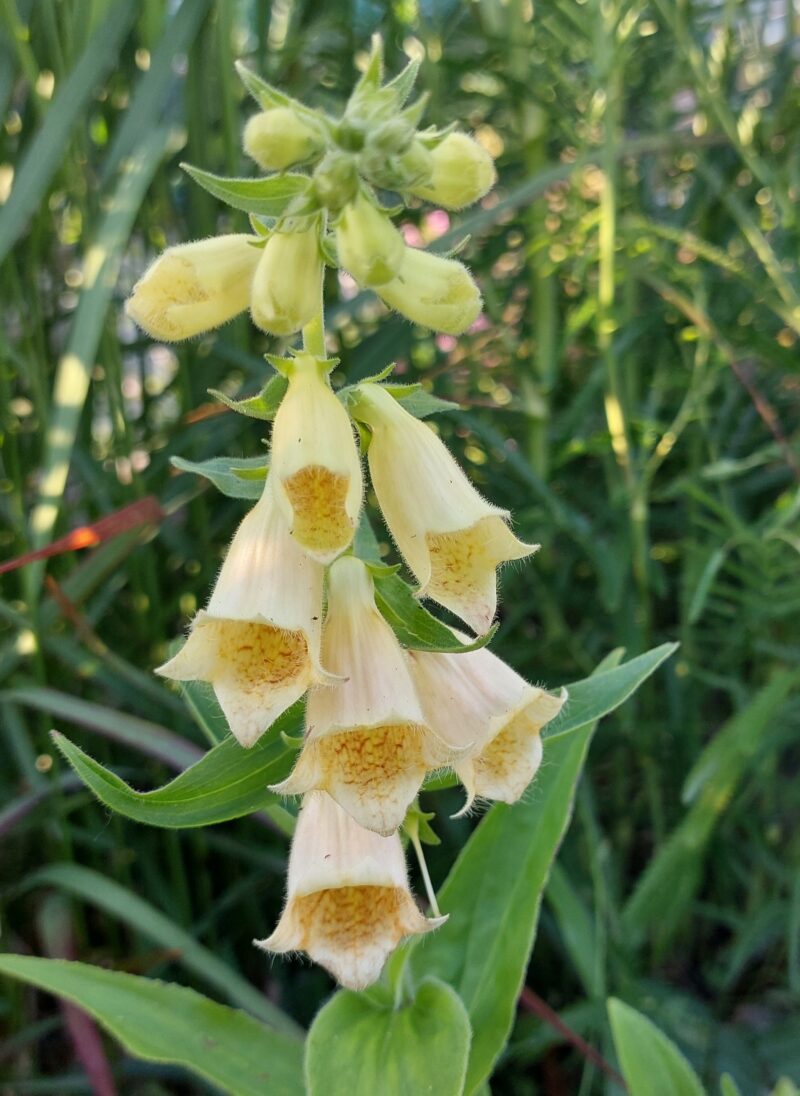 Digitalis grandiflora