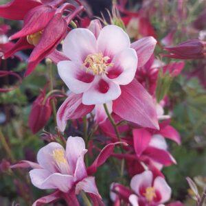 Aquilegia caerulea ‘Crimson Star’