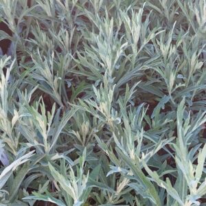 Artemisia ludoviciana 'Silver Queen'