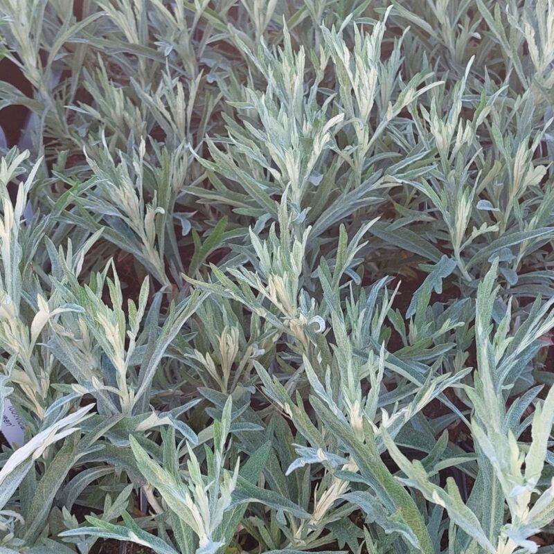 Artemisia ludoviciana 'Silver Queen'