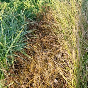 Carex testacea
