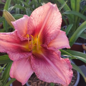 Hemerocallis 'Strawberry Ice'
