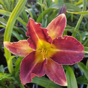 Hemerocallis 'Strutters Ball'