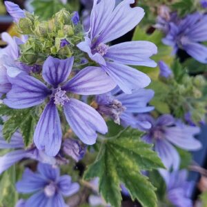 Malva sylvestris 'Primley Blue'