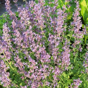 Nepeta faassenii 'Six Hills Giant'