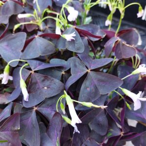 Oxalis triangularis