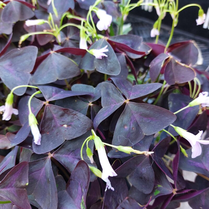 Oxalis triangularis